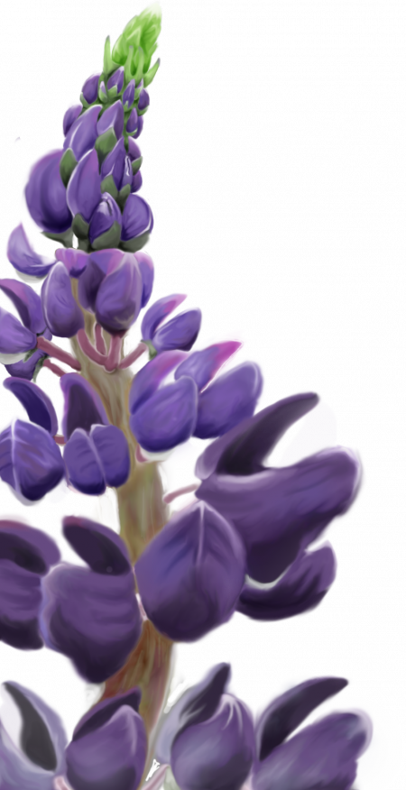 Lupines blue